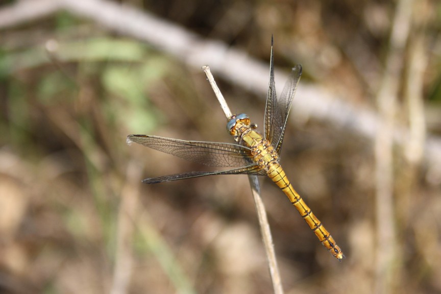 Orthetrum courelescens ???